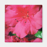 Flores rosadas de los estambres que relucir imanes  
