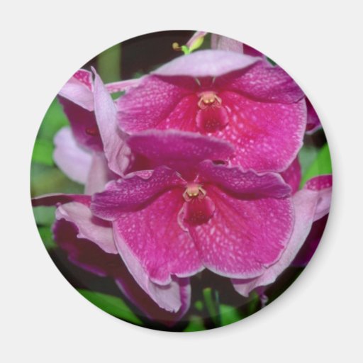 Flores rosadas de Vanda Imán Para Frigorifico