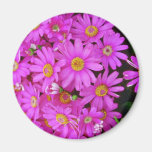 Flores rosadas oscuras de los crisantemos iman de nevera