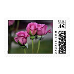 Floribunda 'Angel Face' Roses Stamp