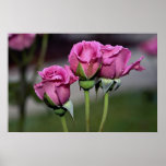 Floribunda 'Angel Face' Roses Print