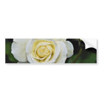 Floribunda 'Iceberg' White flowers Bumper Sticker