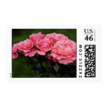Floribunda 'Pleasure' flowers Postage