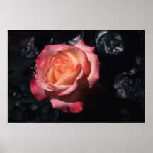Floribunda subió el perfume de Sheila Posters