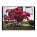Florid Contrast cards