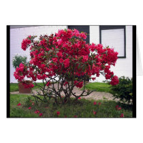 Florid Contrast cards