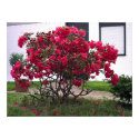 Florid Contrast posters