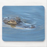 Florida Alligator