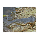 Florida Alligator Post Card