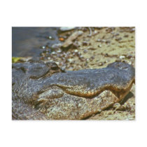 Florida Alligator postcards by chellshokr Florida Alligator postcards