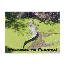 Florida Alligator Postcard