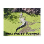Florida Alligator postcards