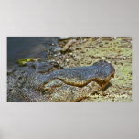 Florida Alligator posters