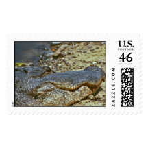 Florida Alligator Stamp