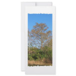 Florida Bald Cypress on a swampy ranch rack cards