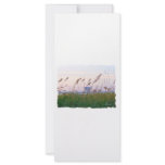 Florida beach pink and purple sunset full color rack card