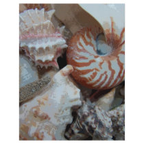 Florida Beach shells flyers