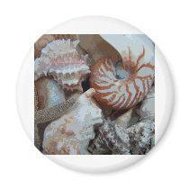 Florida Beach shells Magnets