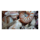 Florida Beach shells Photo Card
