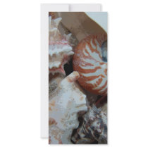 Florida Beach shells rack cards by Debrene Florida Beach shells rack cards
