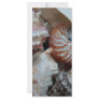 Florida Beach shells Rack Card Design