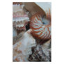 Florida Beach shells Custom Stationery