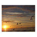Florida Beach Sunset with Birds Poster