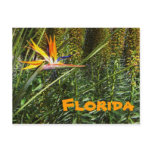Florida Bird of Paradise Postcard