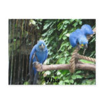 florida birds