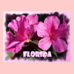 Florida blossoms postcard postcards