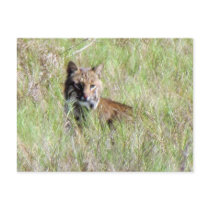 Florida Bobcat