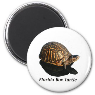 Florida Box turtle Photograph w Text magnet