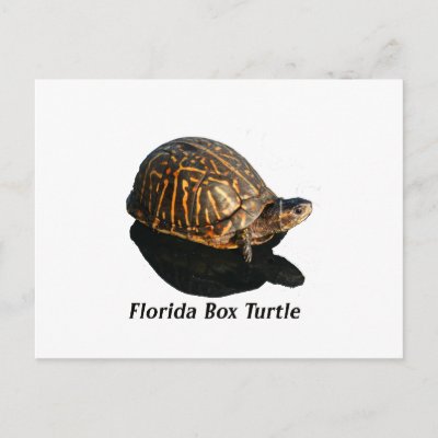 Text Turtle