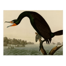 Florida Cormorant Postcard