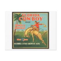 Florida Cowboy Kissimmee Citrus Growers Vintage Cr postcards