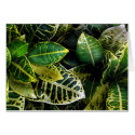 Florida Crotons! cards by BitsOfWhimsy Florida Crotons! cards