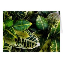 Florida Crotons! cards