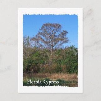 Florida Cypress Swamp Vertical postcard