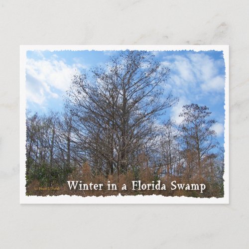 Florida Cypress Swamp Winter scene postcard