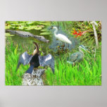 Florida Everglades National Park wildlife Poster
