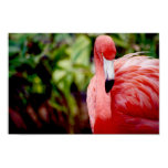 Florida Flamingo 1