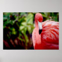 Florida Flamingo 1 posters