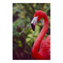 Florida Flamingo 2 posters by Winter Florida Flamingo 2 posters