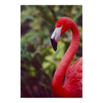 Florida Flamingo 2 posters