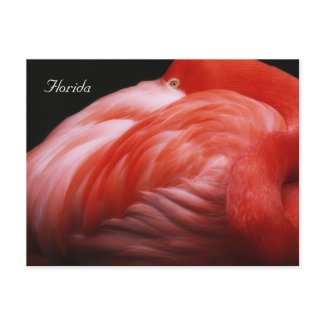 Florida Flamingo postcard