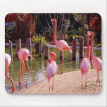 Florida Flamingos Mouse Mats