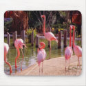 Florida Flamingos mousepads by Paddydee56 Florida Flamingos mousepads