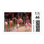 Florida Flamingos Postage