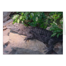 Florida Gator cards