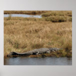 Florida Gator in a Marsh Print
